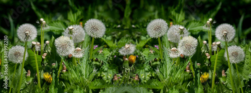 Panorama: magic meadow with green grass and beautiful bokeh.