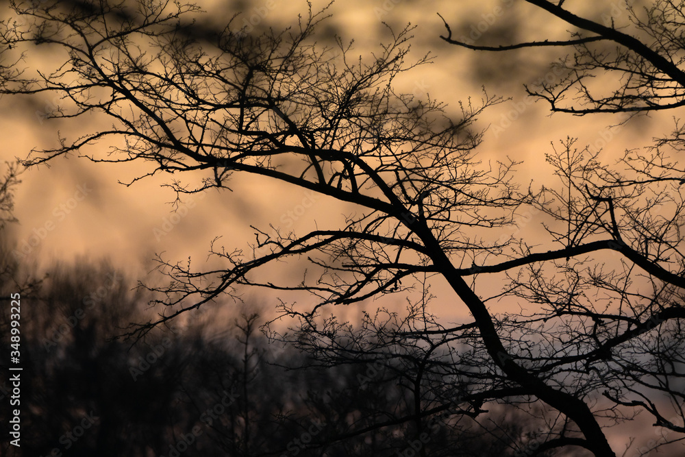 Nature scene during sunset