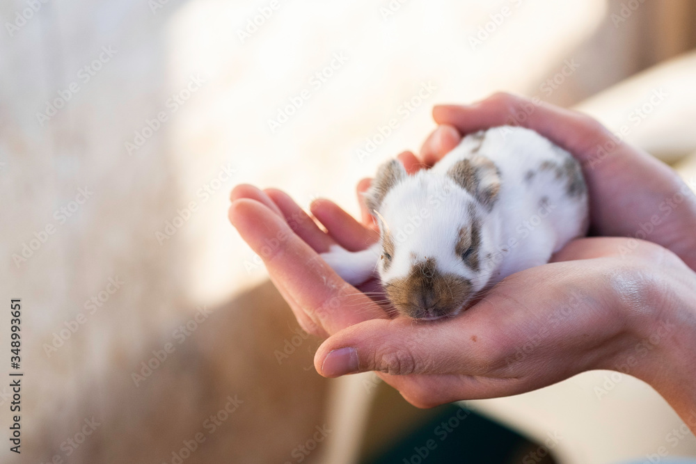 small baby bunny with closed eyes lying on a hand