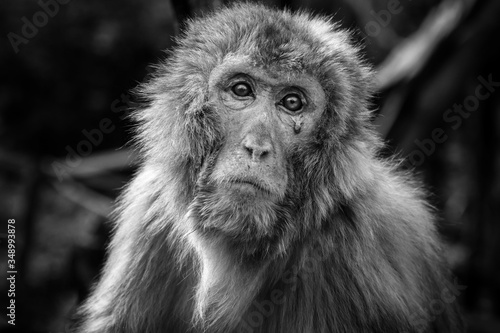 old macaque photo