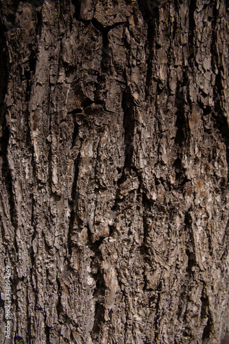 Fototapeta Naklejka Na Ścianę i Meble -  large poplar tree bark texture large