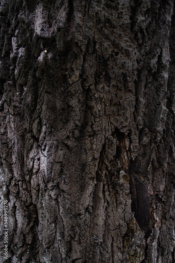 texture of the bark of a huge poplar tree texture of the bark of a huge poplar tree