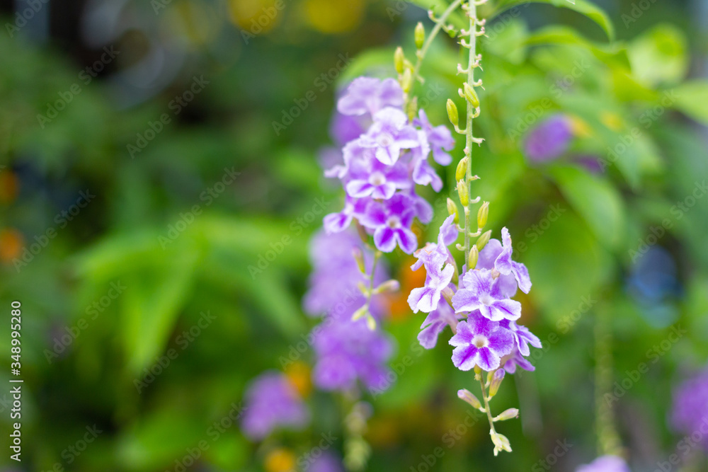 Beautiful bright purple flower (Duranta, Golden dew drop, Sky flower, Pigeon berry flower) with green leaves background. Selective focus in the garden.