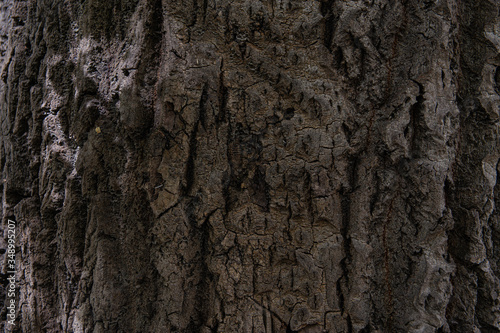 texture of the bark of a huge maple tree