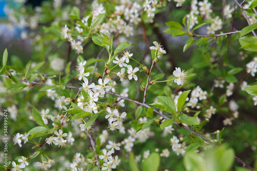 Fototapeta premium цветущая вишня,blooming cherry,