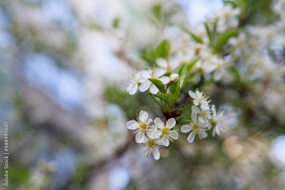 цветущая вишня,blooming cherry, цветущая вишня,blooming cherry,