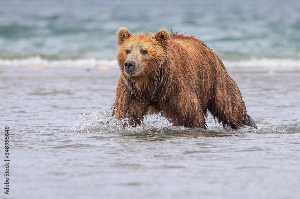 Ruling the landscape, brown bears of Kamchatka (Ursus arctos beringianus) Ruling the landscape, brown bears of Kamchatka (Ursus arctos beringianus)