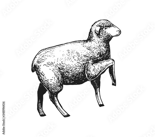 Illustration of the Sheep. Hand drawn in a graphic style. Vintage vector color engraving illustration for Poster, Package, Isolated on white background
