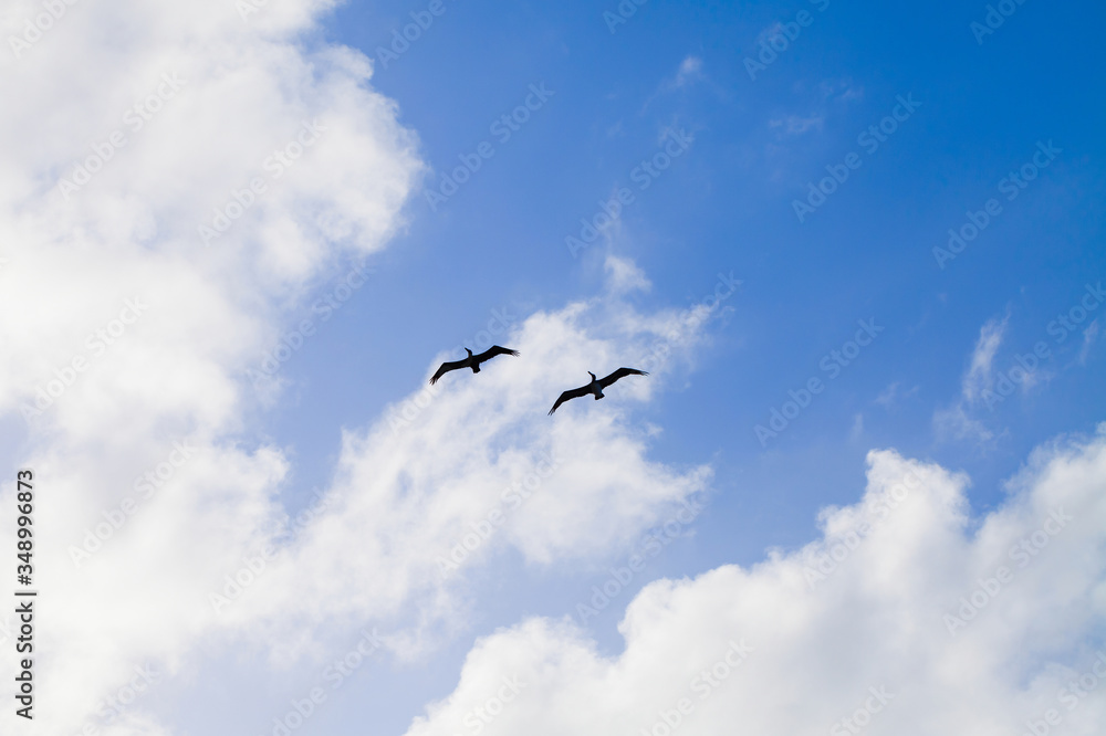 Silhouettes of two pelicans flying in the sky