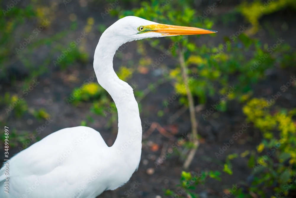 Fototapeta Profile portrait of the great egret