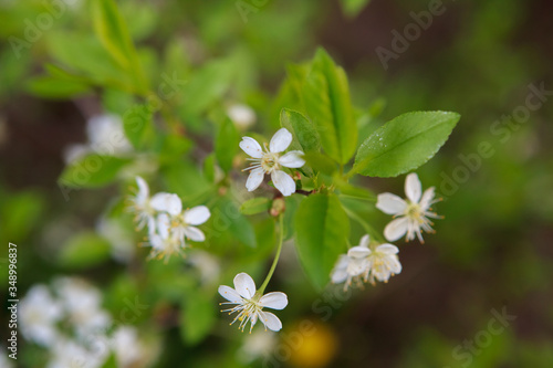 цветущая вишня,blooming cherry,