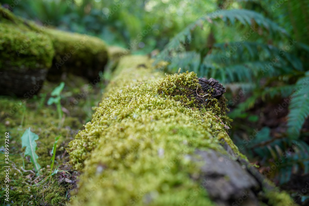 Mossy log Mossy log