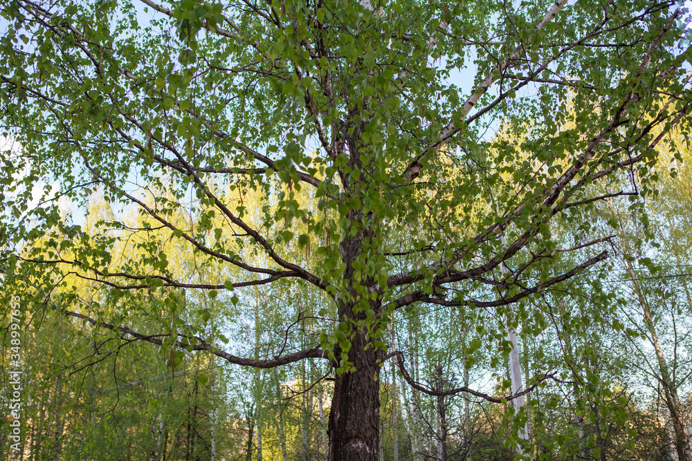 берёза,Birch tree,tree, forest, nature, trees, green, leaves, sky, spring, wood, branches, leaf, foliage, summer, landscape, park, autumn, branch, trunk, woods, environment, natural, season, sun, sunl берёза,Birch tree,tree, forest, nature, trees, green, leaves, sky, spring, wood, branches, leaf, foliage, summer, landscape, park, autumn, branch, trunk, woods, environment, natural, season, sun, sunl