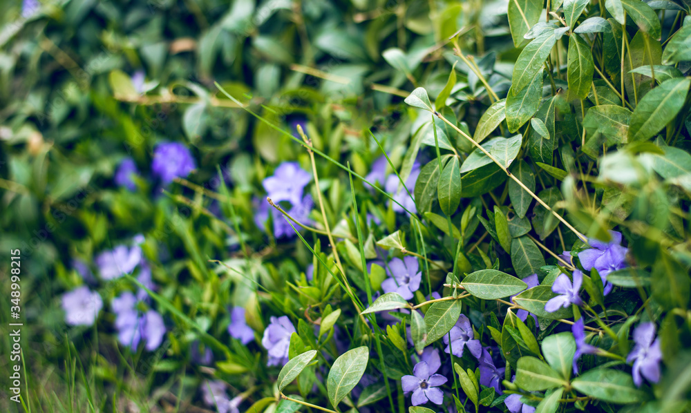 purple flowers periwinkle in the green grass