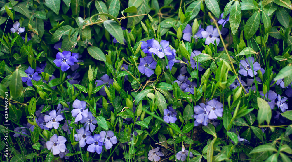 Beautiful purple flowers of vinca on background of green leaves. Vinca minor (small periwinkle, small periwinkle, ordinary periwinkle) as decoration of garden. Close-up. Concept of nature for design. Beautiful purple flowers of vinca on background of green leaves. Vinca minor (small periwinkle, small periwinkle, ordinary periwinkle) as decoration of garden. Close-up. Concept of nature for design.