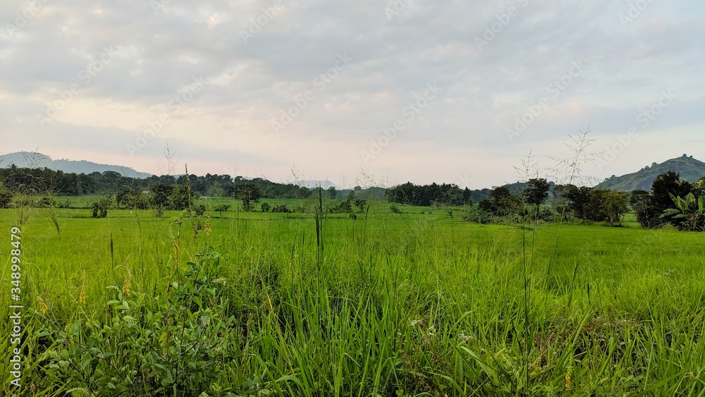 Fototapeta premium green field and blue sky
