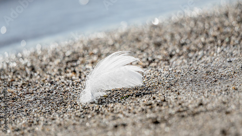 feather on sand in Vidy Beach, Switzerland. photo