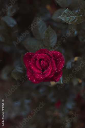 Rose under rain