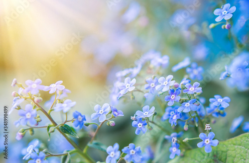 Fototapeta Naklejka Na Ścianę i Meble -  summer background with blue flowers forget me nots and the sun