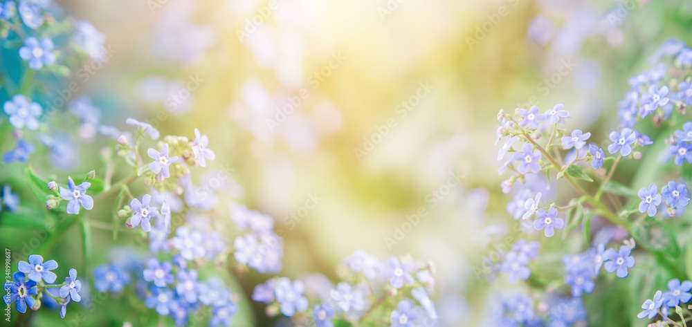 summer background with blue flowers forget me nots and the sun summer background with blue flowers forget me nots and the sun