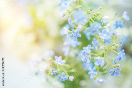 delicate summer background with flowers in blue