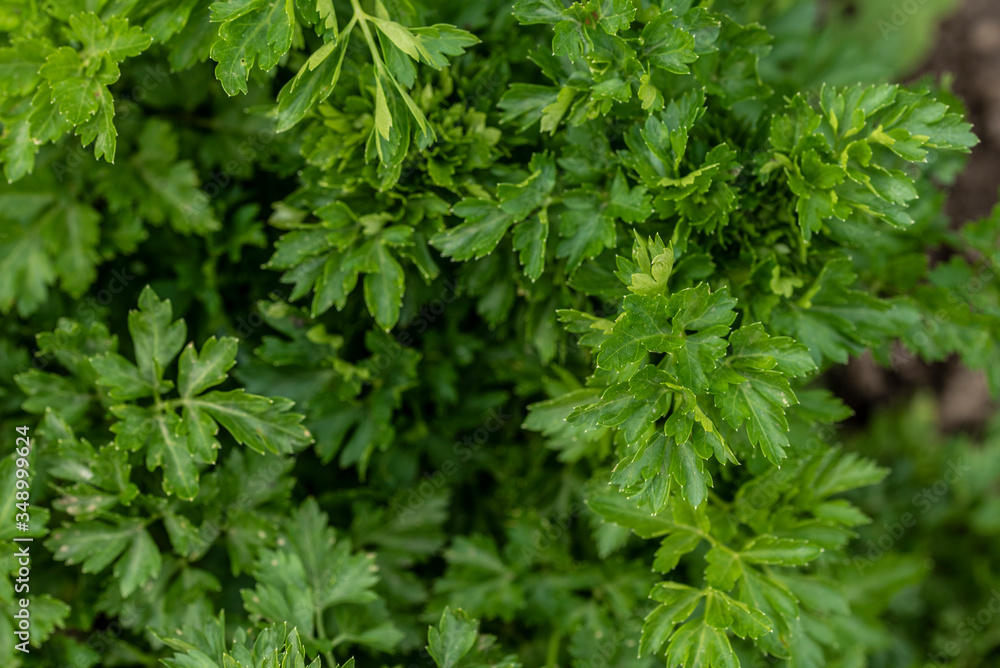 Parsley leaves, a flowering plant, over the years, parsley has been used to treat conditions like high blood pressure, allergies, and inflammatory diseases,today, it’s used as a fresh culinary herb Parsley leaves, a flowering plant, over the years, parsley has been used to treat conditions like high blood pressure, allergies, and inflammatory diseases,today, it’s used as a fresh culinary herb
