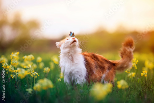 Canvas Print blue a butterfly came and sat on the nose a cute furry cat on a summer Sunny blo