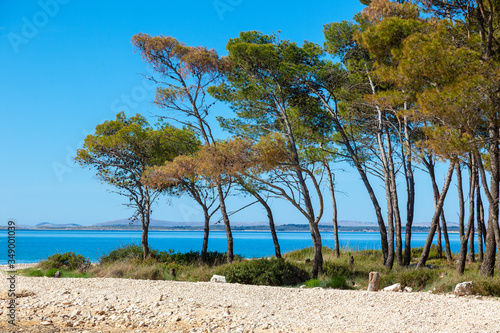 Fototapeta Naklejka Na Ścianę i Meble -  The pebble beach with a pine forest near Pakostane in Dalmacija