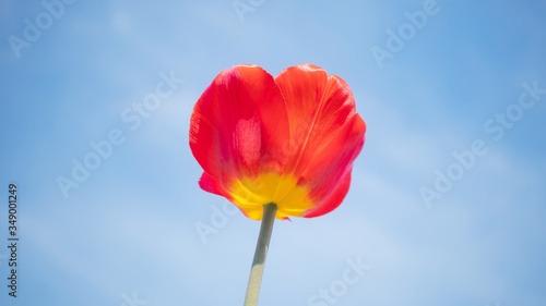 Red tulip on the background of bright blue sky with light clouds. Banner 16 9. The concept of summer flowering  growing flowers  gardening. Image suitable for posters  postcards  photo pictures.