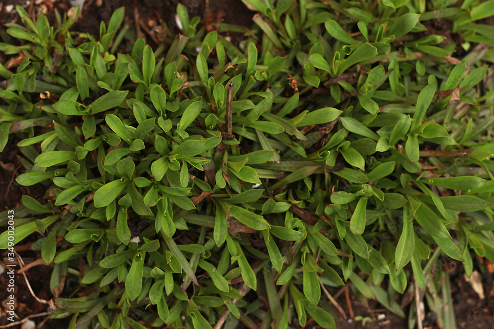 Fototapeta premium Growing flowers with green leaves on a garden in spring close up