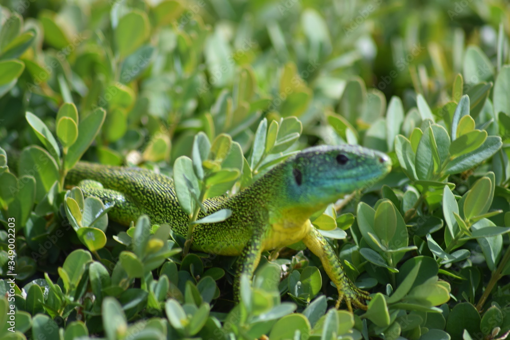 Fototapeta premium Lézard vert européen