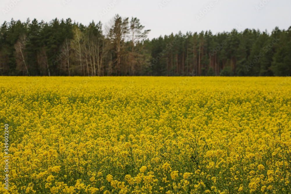 Canola fields or Rapeseed plant. Selective focus.