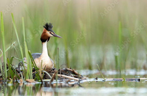 Great crested grebe (Podiceps cristatus)