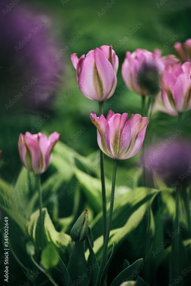 Tulpenwiese Tulpenwiese