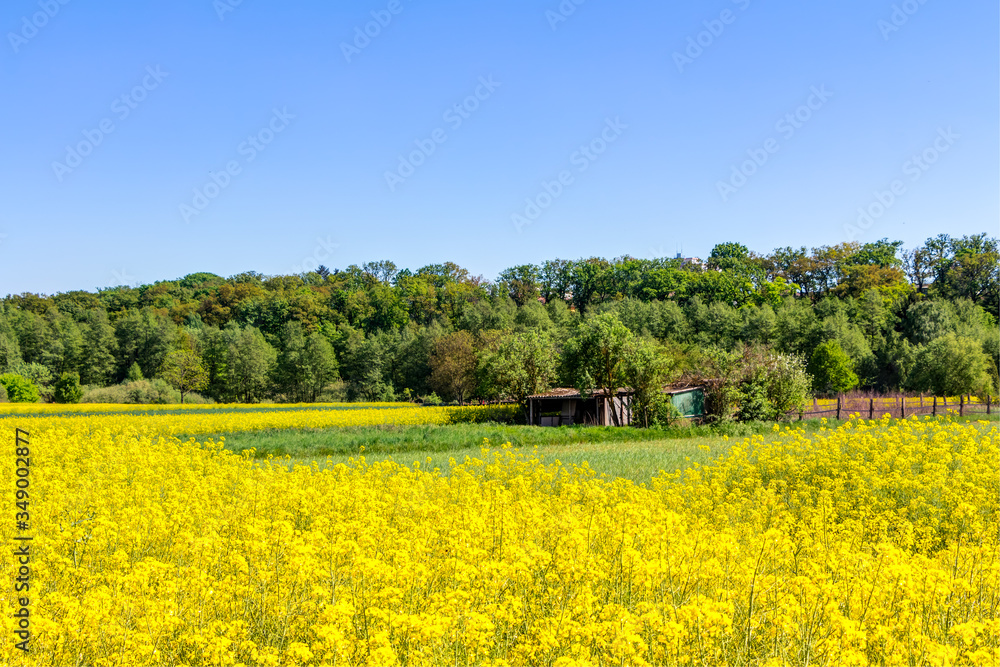 Blühendes Rapsfeld im Frühling an einem Tag mit blauem Himmel
Blühendes Rapsfeld im Frühling an einem Tag mit blauem Himmel