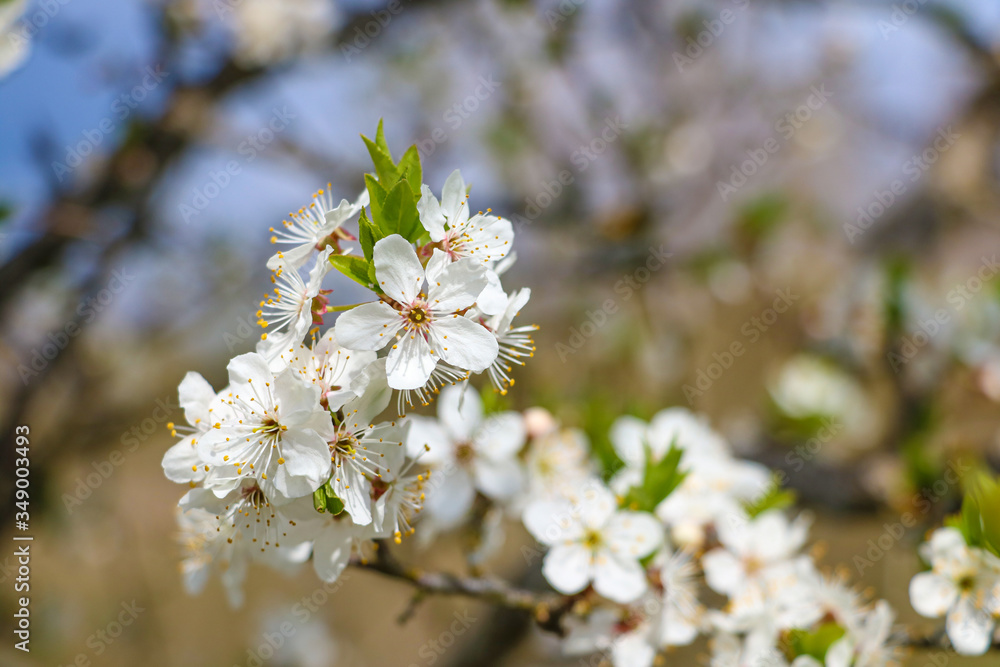 Cherry tree in white flowers. Full bloomed sweet cherry twig blossoms.