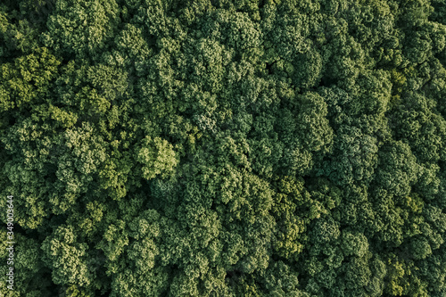Aerial view of lush green forest in the mountains