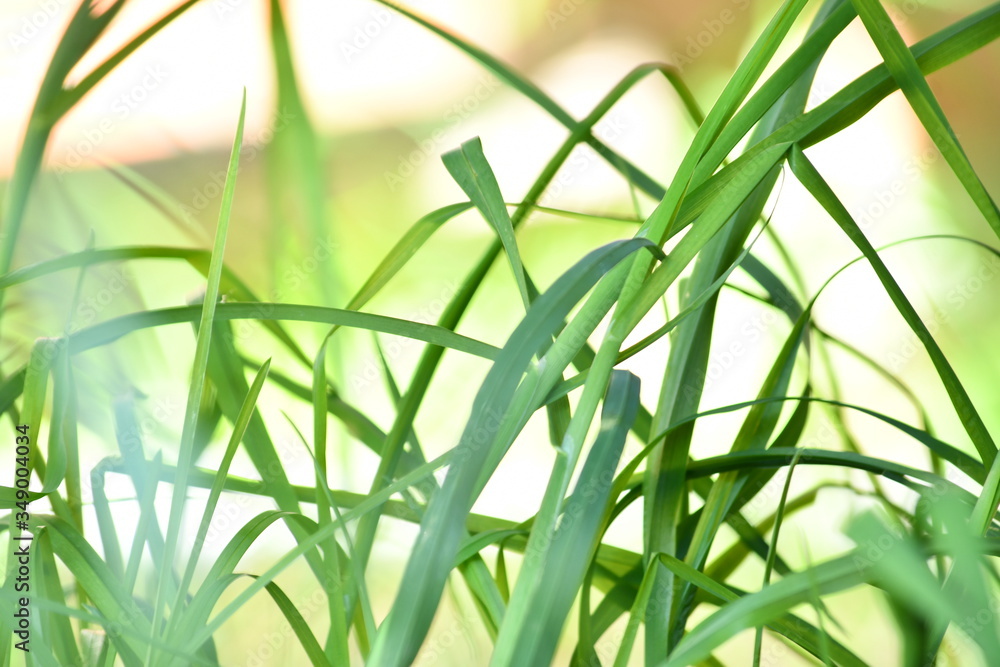 Fototapeta premium green grass background
