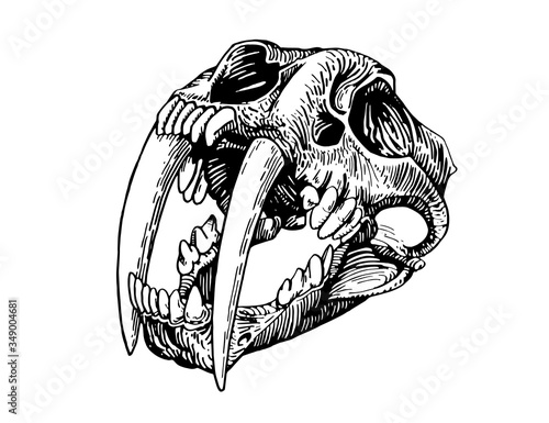 Graphical skull of saber-toothed tiger isolated on white, vector smilodon