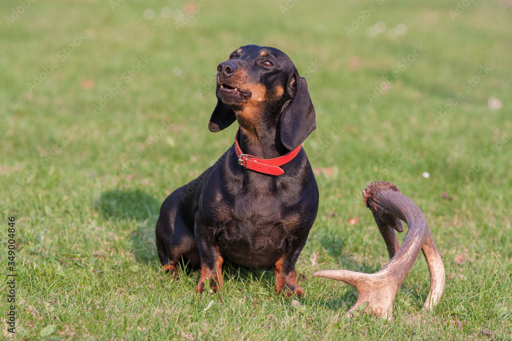 Dog German haired Dachshund in the summer outdoors closeup portrait Dog German haired Dachshund in the summer outdoors closeup portrait