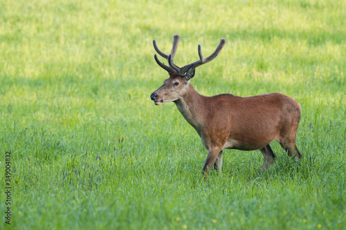 Red deer  cervus elaphus  with antlers growing in velvet.