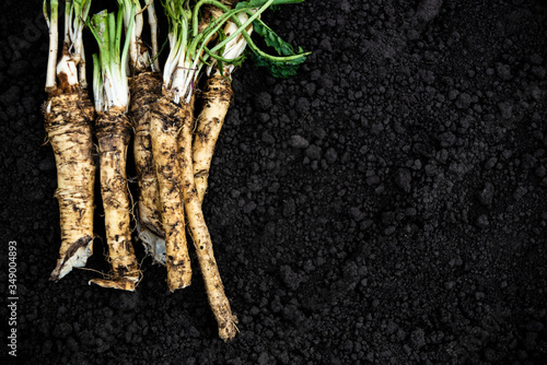 Fruits of horseradish laid out on the ground. view from above. flat lay