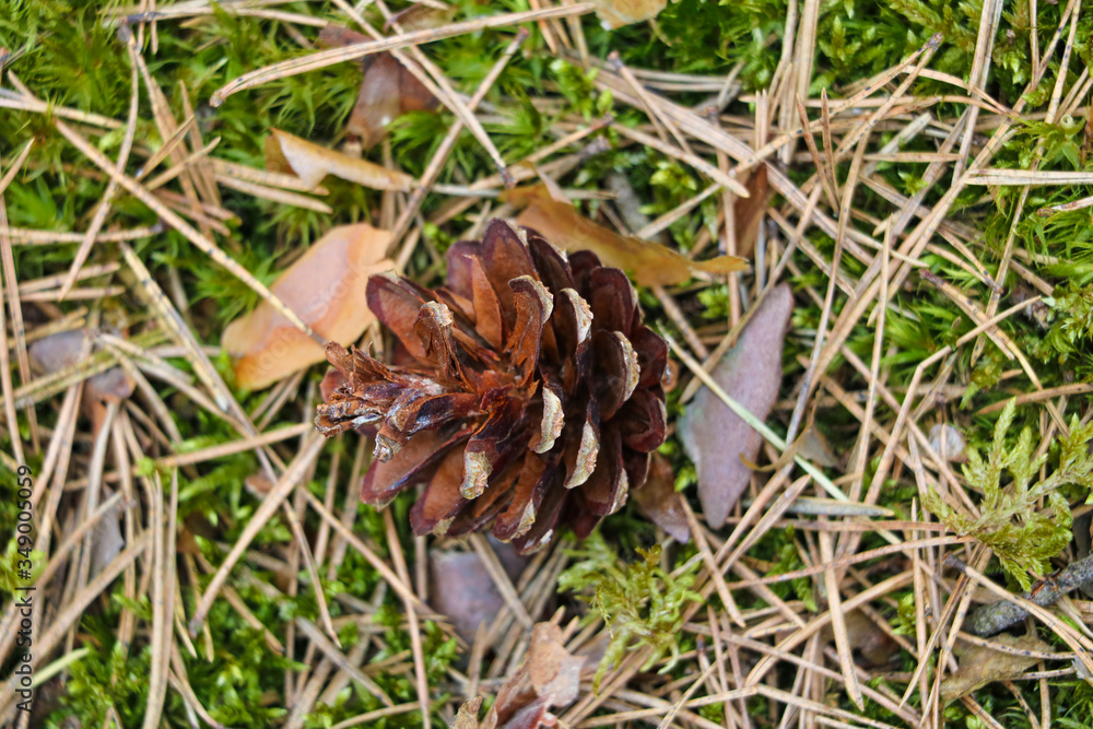 A small pine cone lies in the grass. Selective focus. A small pine cone lies in the grass. Selective focus.