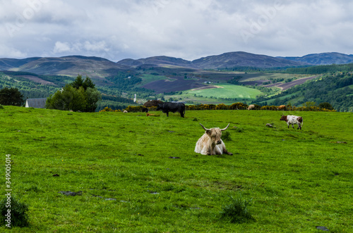 Scottish highland cows on the meadow