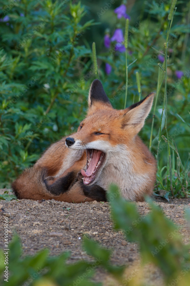 Fototapeta premium Mammals - European Red Fox (Vulpes vulpes).