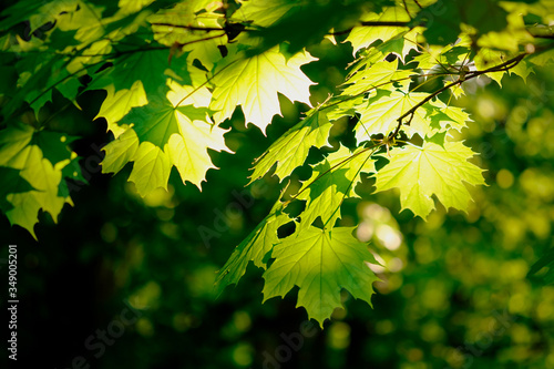 Fresh green maple foliage in spring in the forest closeup.