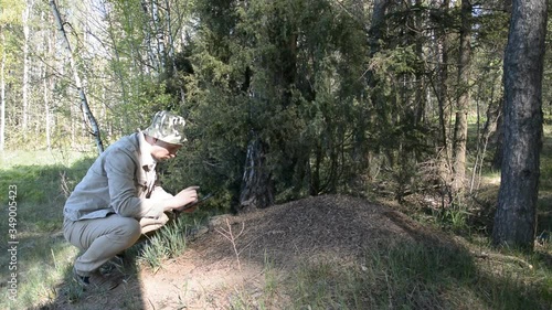 Scientist entomologist studies ants in a pine forest in Europe