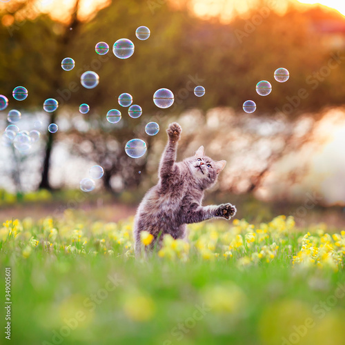 beautiful tabby cat jumps and catches soap bubbles with its paws and claws on...