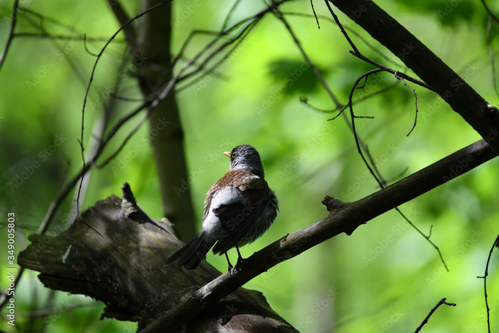 forest motley birds hunting in the forest under normal conditions forest motley birds hunting in the forest under normal conditions