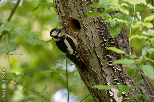 Ein Buntspecht Weibchen bringt Insekten zur Baumhöhle © HPE